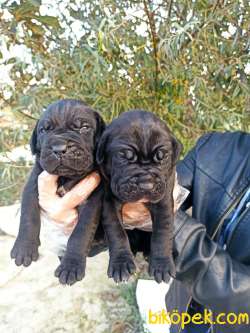 A Kalite Irk Ve Sağlık Garantili Cane Corso Yavrular 2