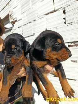 A Kalite Irk Ve Sağlık Garantili Doberman Yavrular 2