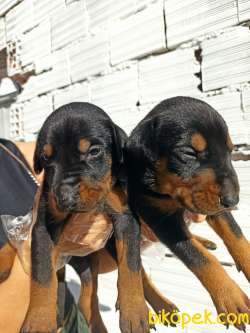 A Kalite Irk Ve Sağlık Garantili Doberman Yavrular 3