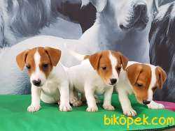 A KALITE JACK RESSUL TERRIER YAVRULARIMIZ 2