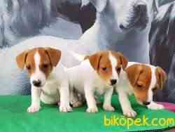 A KALİTE  JACK RESSUL TERRIER YAVRULARIMIZ 1