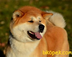 A Kalıte Japon Akıta AKİTA INU YAVRULARI 1
