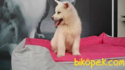 A KALITE JAPON AKİTA INU YAVRULARI 4