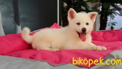 A KALITE JAPON AKİTA INU YAVRULARI 5