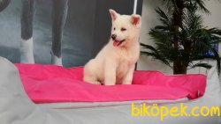 A KALITE JAPON AKİTA INU YAVRULARI 3
