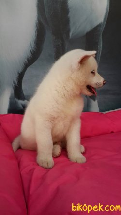 A KALITE JAPON AKİTA INU YAVRULARI 2