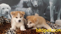 A KALITE JAPON AKITA INU YAVRULARI 3