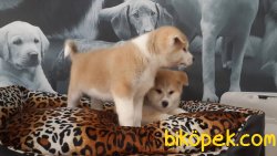 A KALITE JAPON AKITA INU YAVRULARI 4