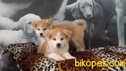 A KALITE JAPON AKITA INU YAVRULARI 1