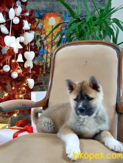 A Kalıte Japon Akita İnu Yavrularimiz 4