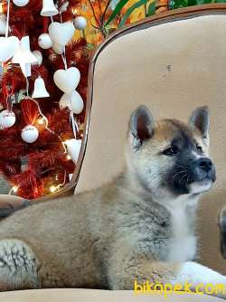 A Kalıte Japon Akita İnu Yavrularimiz 3