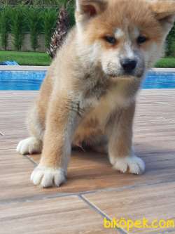 A Kalite Japon Akita İnu Yavrularimiz ( Hachiko ) 2