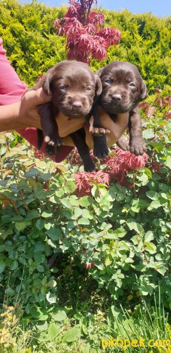 A Kalite Labrador Redriever Yorumlarım 23 Nisana Özel 4