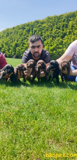 A Kalite Labrador Redriever Yorumlarım 23 Nisana Özel 5