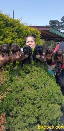 A Kalite Labrador Redriever Yorumlarım 23 Nisana Özel 2