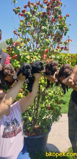 A Kalite Labrador Redriever Yorumlarım 23 Nisana Özel 3