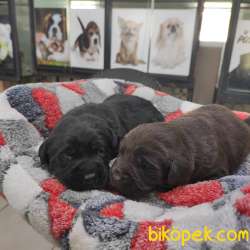 A KALİTE LABRADOR RETRİEVER 4