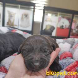A KALİTE LABRADOR RETRİEVER 2