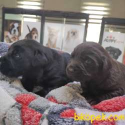 A KALİTE LABRADOR RETRİEVER 1