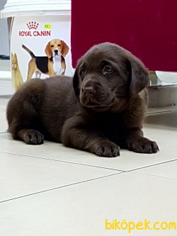 A KALITE LABRADOR RETRIEVER YAVRULARI 4