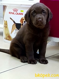 A KALITE LABRADOR RETRIEVER YAVRULARI 1
