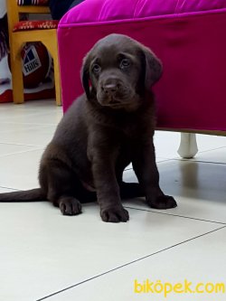 A KALITE LABRADOR RETRIEVER YAVRULARI 2