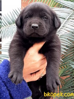 A Kalıte Labrador Retriever Yavruları 4