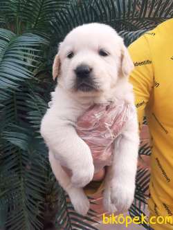 A KALİTE LABRADOR RETRIEVER YAVRULARI 2