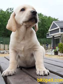 A KALİTE LABRADOR RETRIEVER YAVRULARI 4
