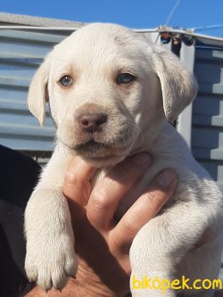 A Kalite LABRADOR RETRIEVER YAVRULARIMIZ 5