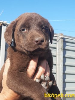 A Kalıte LABRADOR RETRIEVER YAVRULARIMIZ 2