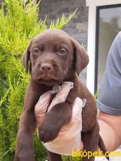 A Kalıte LABRADOR RETRIEVER YAVRULARIMIZ 1