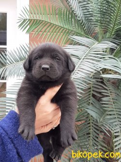 A Kalıte LABRADOR RETRIEVER YAVRULARIMIZ 4
