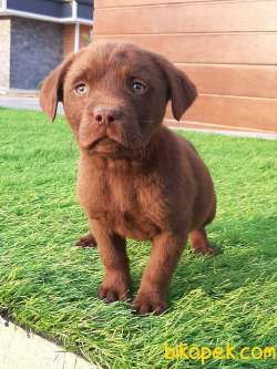 A KALITE LABRADOR RETRIEVER YAVRULARIMIZ 2