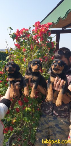 A Kalite Macar Koca Kafa Rotvailler Yavrularım Eğitim Desteği Ver 4