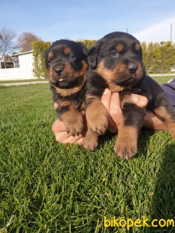 A Kalite Macar Koca Kafa Rotvailler Yavrularım Koruma Köpeği 1