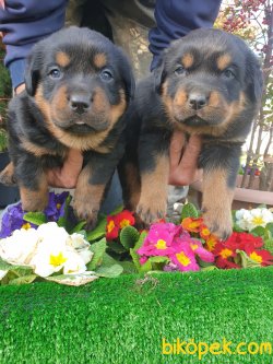 A Kalite Macar Koca Kafa Rotvailler Yavrularım Koruma Köpeği 2