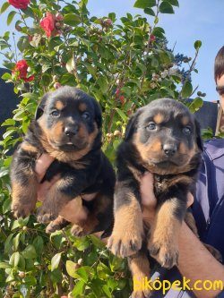 A Kalite Macar Koca Kafa Rotvailler Yavrularım Koruma Köpeği 3