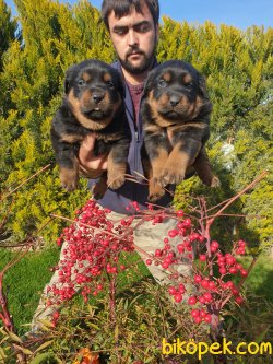 A Kalite Macar Koca Kafa Rotvailler Yavrularım Koruma Köpeği 5