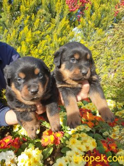 A Kalite Macar Koca Kafa Rotvailler Yavrularım Koruma Köpeği 4