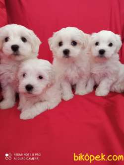 A Kalite Maltese Teririer Yavrularımız Gelmiştir 4