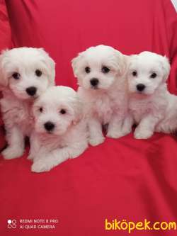 A Kalite Maltese Teririer Yavrularımız Gelmiştir 2