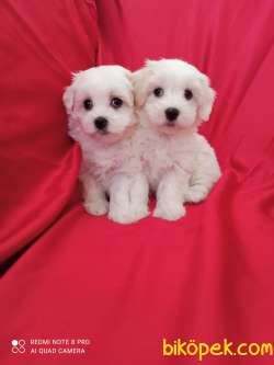 A Kalite Maltese Teririer Yavrularımız Gelmiştir 3