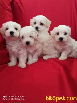 A Kalite Maltese Teririer Yavrularımız Gelmiştir 1