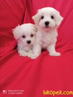 A Kalite Maltese Teririer Yavrularımız Gelmiştir 5