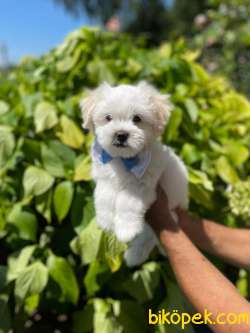 A KALİTE MALTESE TERRİER 5