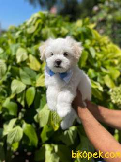 A KALİTE MALTESE TERRİER 4
