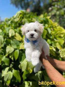 A KALİTE MALTESE TERRİER 2