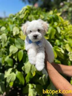 A KALİTE MALTESE TERRİER 3