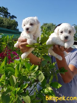A Kalite Maltese Terrier Çok Sevimli Yavrularım 4